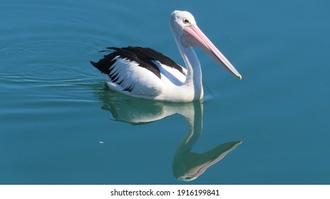 A Pelican Floating On The Tweed River