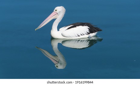 A Pelican Floating On The Tweed River