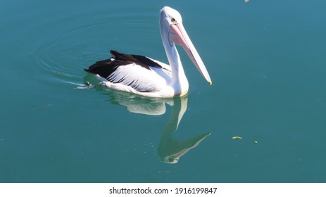 A Pelican Floating On The Tweed River