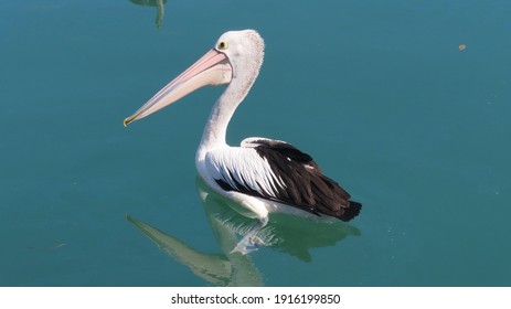 A Pelican Floating On The Tweed River