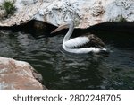 a pelican floating on the water