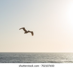 Pelican Flying against Blue Sky - Shutterstock ID 702107650