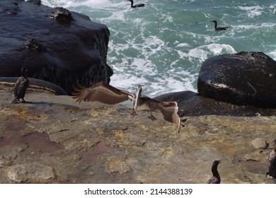 Pelican Flying Over La Jolla Cove Beach