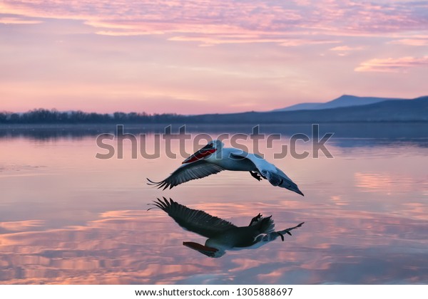 pelican flying over water in sunrise, pelican in\
sunrise colors flying over a\
lake