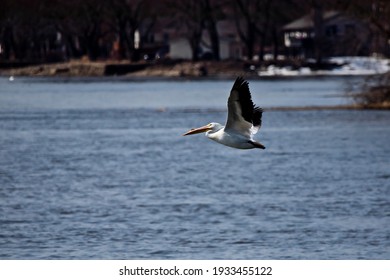 Pelican Flying Over The Waters Of The Mississippi River In Iowa