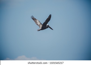 Pelican Flying In Sky