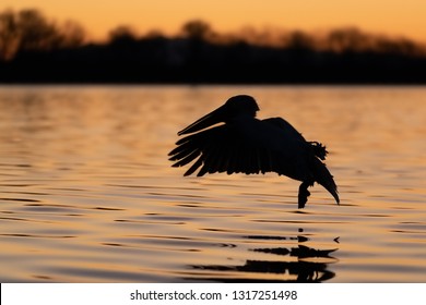 pelican flying in sunrise over water, pelican flying silhouette in sunrise colors
