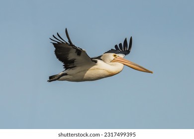 Pelican volando en el cielo azul de invierno en Boggy Creek en Merimbula, en la costa sur de Nueva Gales del Sur, Australia