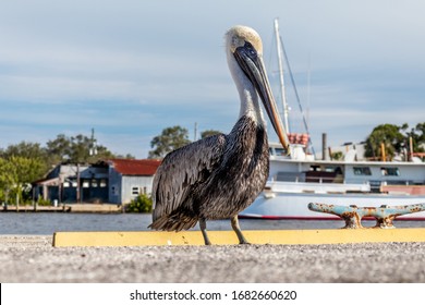 Pelican A Genus Of Large Water Bird Of Family Pelecanidae. This Long Beak  Throat Pouch Used For Catching Fish Prey And Draining Water In Tarpon Springs Greek Sponge Docks Near Gulf Coast Tarpon Bayou