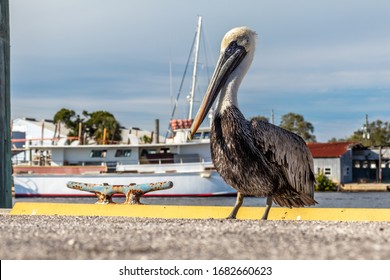 Pelican A Genus Of Large Water Bird Of Family Pelecanidae. This Long Beak  Throat Pouch Used For Catching Fish Prey And Draining Water In Tarpon Springs Greek Sponge Docks Near Gulf Coast Tarpon Bayou