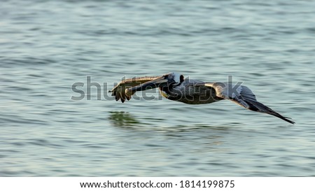 Pelican gliding over water, Sanibel Island, Florida, USA