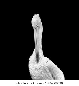 A pelican grooming against a dark background.
