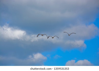 Photos Images Et Photographies De Stock De Oiseaux Ciel