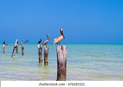 Pelican Gulf of Mexico / Holbox island
