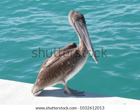 Pelican in harbor of keywest