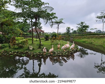 Pelican In The Hill Resort