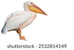 Pelican Isolated with Copy Text Space. Majestic Water Bird Illustration for Nature Posters, Wildlife Designs, and Educational Art. PNG File