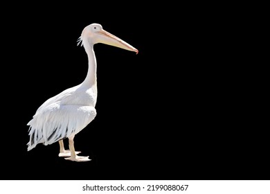 Pelican Isolated On Black Background