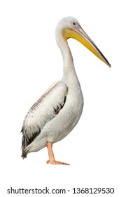 Pelican Isolated On White Background