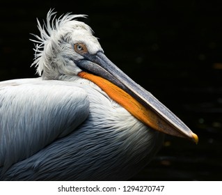 Pelican In Jurong Bird Park, Singapore