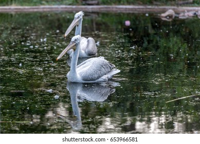 A pelican in a lake - Shutterstock ID 653966581