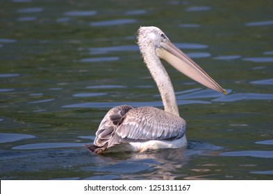 Pelican At Lake Skadar / Montenegro