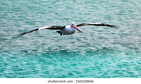 Pelican landing on water. Large waterbird flies low over the ocean moments before contact with the sea.
