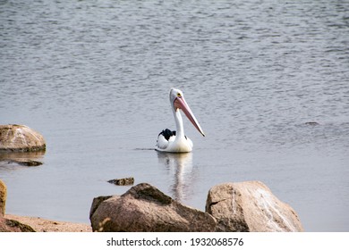 Pelican at Leslie Dam, Warwick Qld AU