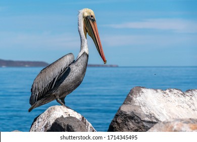 pelican in loreto mexico baja california on a rock 