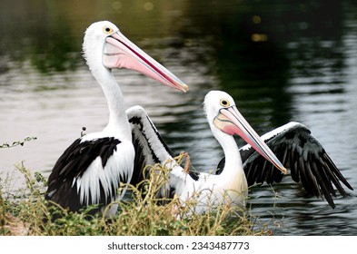 The pelican is a migratory bird from the Australian continent.