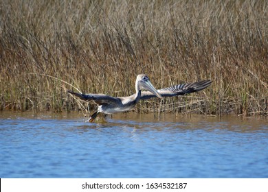 Pelican Near Point Of Pines, Pascagoula, MS.