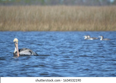 Pelican Near Point Of Pines, Pascagoula, MS.