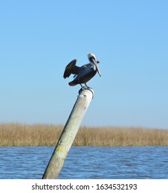 Pelican Near Point Of Pines, Pascagoula, MS.