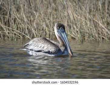 Pelican Near Point Of Pines, Pascagoula, MS.