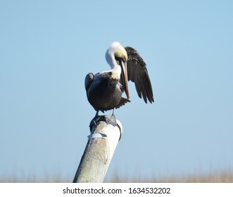 Pelican Near Point Of Pines, Pascagoula, MS.