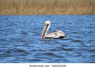 Pelican Near Point Of Pines, Pascagoula, MS.