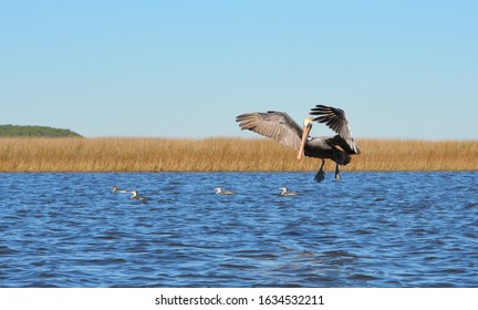 Pelican Near Point Of Pines, Pascagoula, MS.