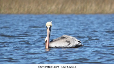 Pelican Near Point Of Pines, Pascagoula, MS.