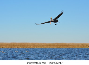 Pelican Near Point Of Pines, Pascagoula, MS.