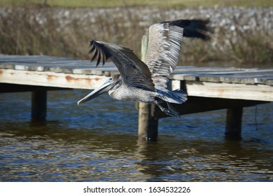 Pelican Near Point Of Pines, Pascagoula, MS.