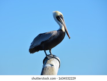 Pelican Near Point Of Pines, Pascagoula, MS.