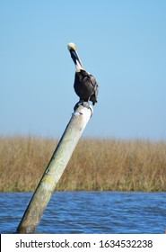 Pelican Near Point Of Pines, Pascagoula, MS.