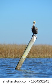 Pelican Near Point Of Pines, Pascagoula, MS.