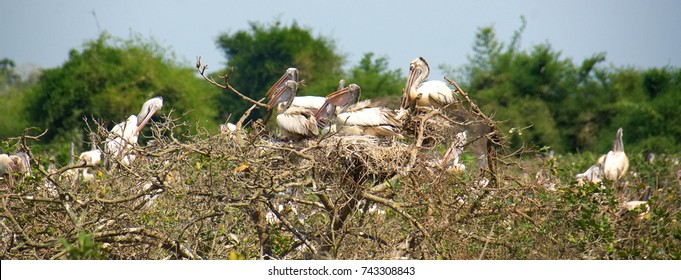 pelican nesting vedanthangal bird sanctuary tamilnadu india