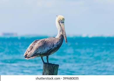 Pelican In The Ocean, Sea Bird 