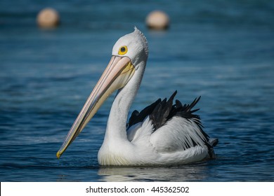 Pelican Off Rottnest Island, Perth, Australia