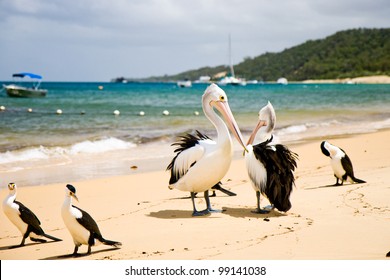 Pelican On The Beach, Moreton Island, Australia