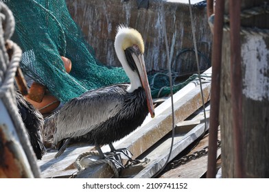 Pelican On Docked Boat At Galveston, TX