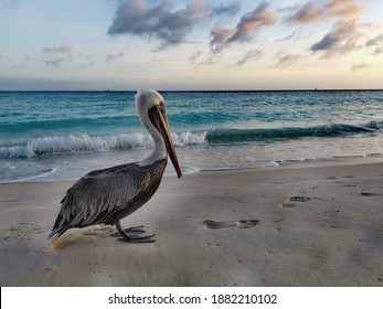 Pelican On Eagle Beach In Aruba