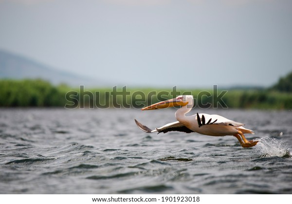 Pelican on the fly in Danube\
Delta